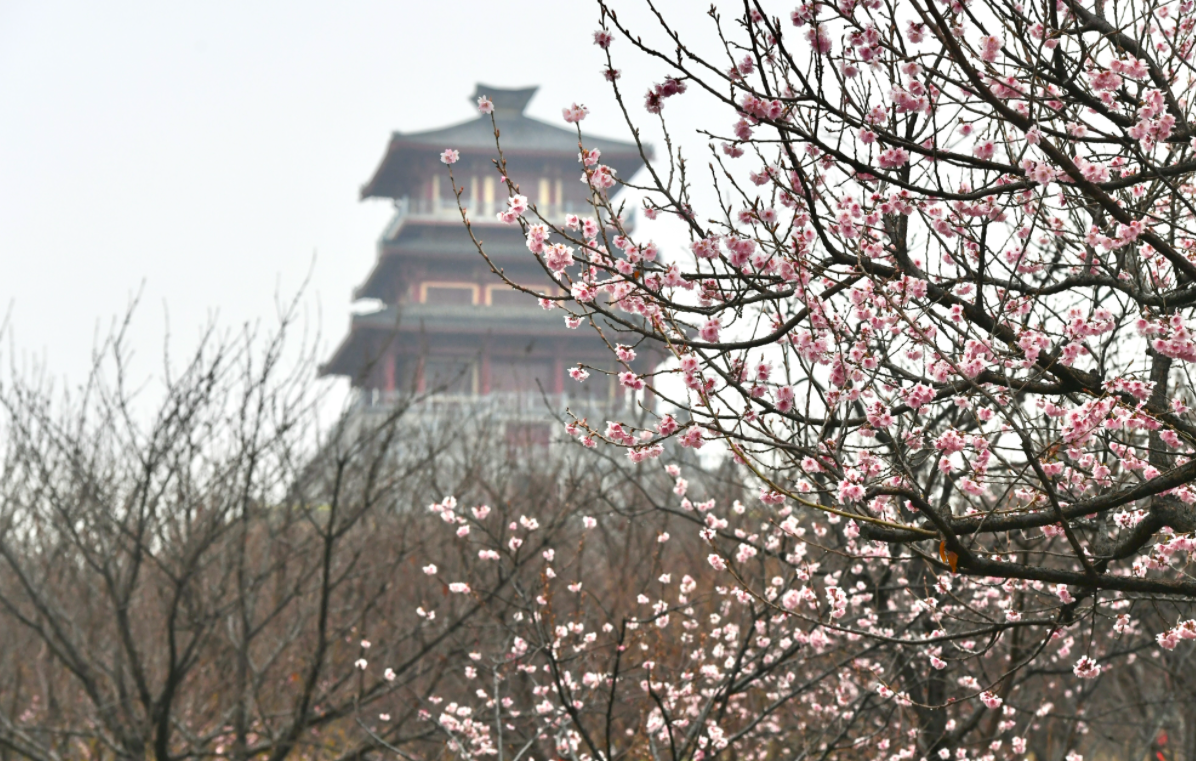 郑州日报 爱旅游 早樱报春来 粉染黄河岸 古柏渡丰乐樱花园春色美如画