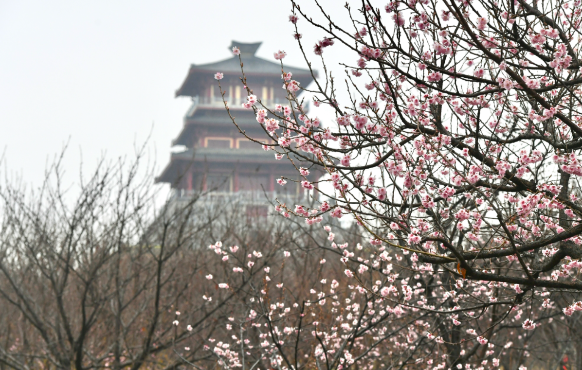 郑州日报 爱旅游 早樱报春来 粉染黄河岸 古柏渡丰乐樱花园春色美如画 郑州日报 爱旅游 早樱报春来 粉染黄河岸 古柏渡丰乐樱花园春色美如画
