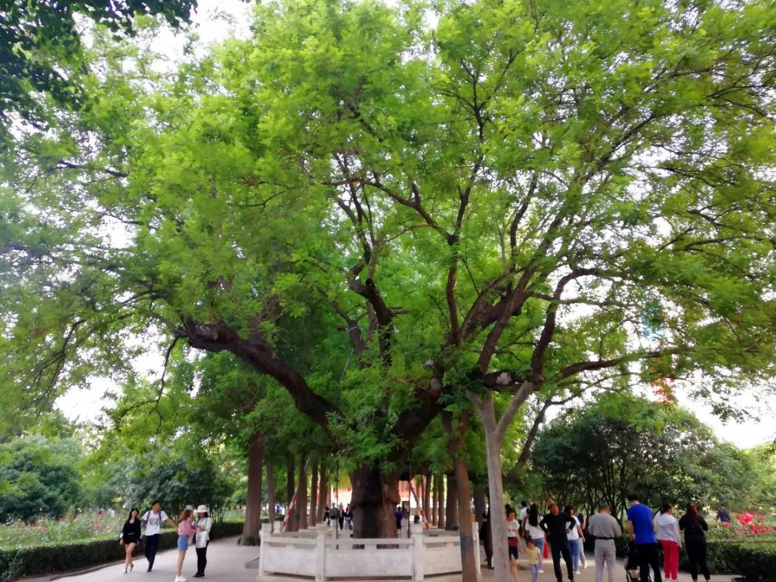 郑州日报 绿城汇 人民公园173岁古国槐入围全国 镇园植宝